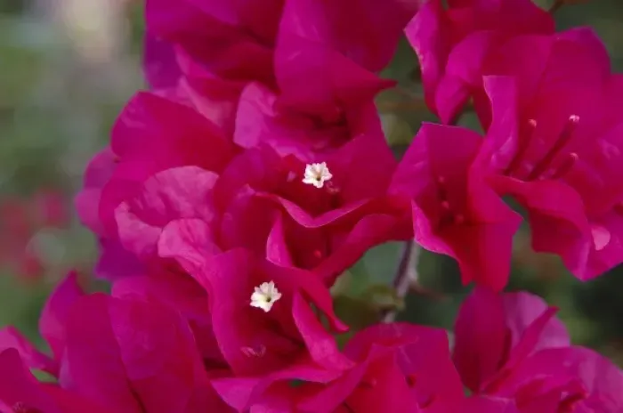 Framed Print : USA; Florida; Edgewater; Edgewater Landing; close-up of bougainvillea Framed Print : USA; Florida; Edgewater; Edgewater Landing; close-up of bougainvillea