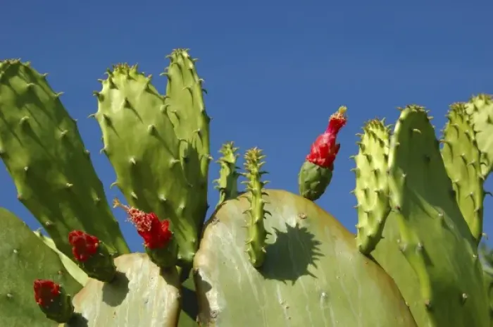 Framed Print : USA; Florida; Edgewater; Edgewater Landing; close-up of Prickly Pear cactus Framed Print : USA; Florida; Edgewater; Edgewater Landing; close-up of Prickly Pear cactus