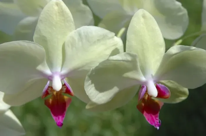 Framed Print : USA; Florida; Edgewater; Edgewater Landing; close-up of white orchid, Thalaenopsis Framed Print : USA; Florida; Edgewater; Edgewater Landing; close-up of white orchid, Thalaenopsis