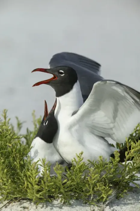 Framed Print : USA, Florida, Egmont Key State Park. Laughing gulls mating Framed Print : USA, Florida, Egmont Key State Park. Laughing gulls mating