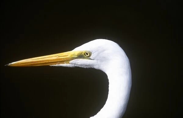USA, Florida, Everglade NP, White Heron