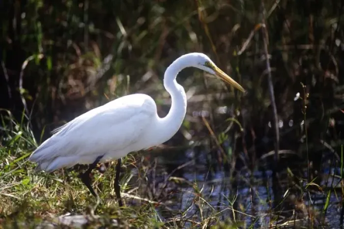 Framed Print : USA, Florida, Everglade NP, White Heron Framed Print : USA, Florida, Everglade NP, White Heron