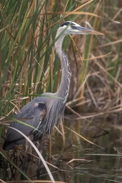 Framed Print : USA, Florida, Everglades, Great Blue Heron