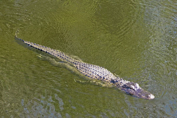 USA, Florida, Everglades National Park. American alligator swimming in slough. Credit as: Fred J