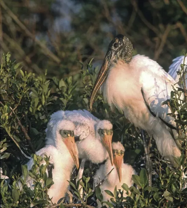 Framed Print : USA, Florida, Everglades National Park. Wood stork parent and chicks on nest. Credit as Framed Print : USA, Florida, Everglades National Park. Wood stork parent and chicks on nest. Credit as