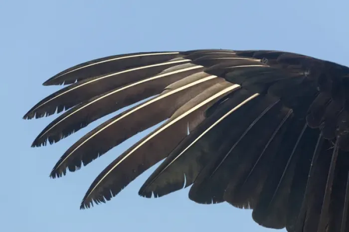 Framed Print : USA, Florida, Everglades National Park. Close-up of anhinga wing feathers. Credit as