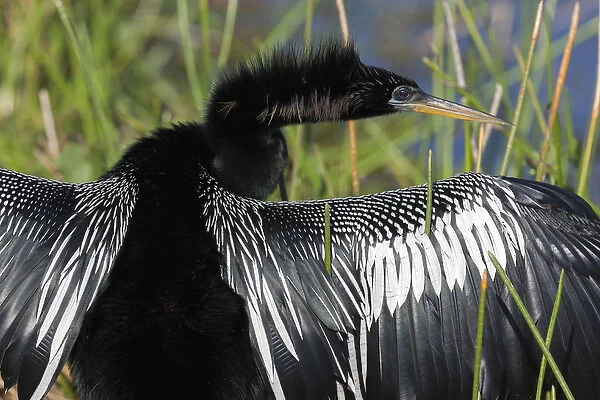 USA, Florida, Everglades National Park. Anhinga with wings spread out to dry. Credit as