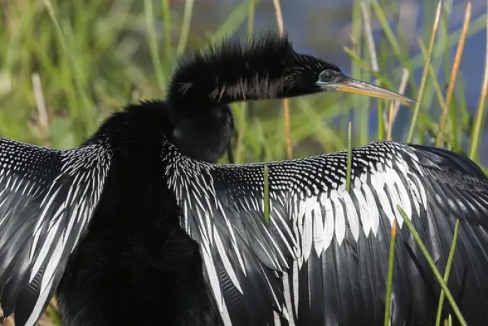 Framed Print : USA, Florida, Everglades National Park. Anhinga with wings spread out to dry. Credit as Framed Print : USA, Florida, Everglades National Park. Anhinga with wings spread out to dry. Credit as
