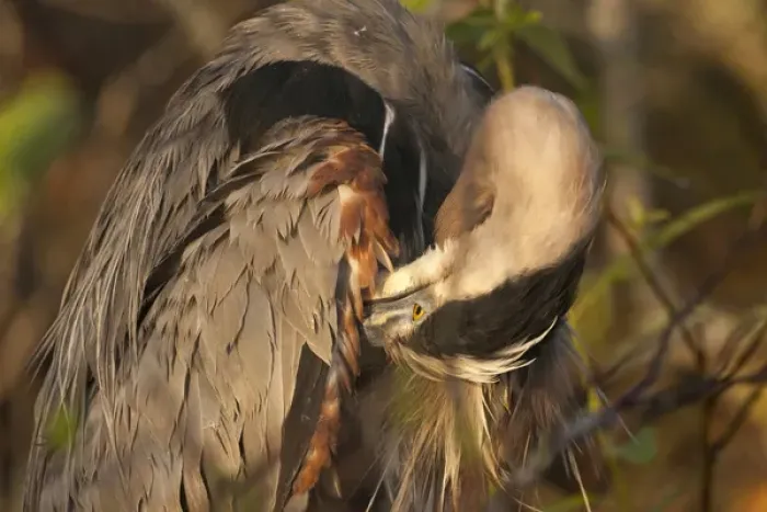 Framed Print : USA, Florida, Everglades National Park. Close-up of great blue heron preening its feathers Framed Print : USA, Florida, Everglades National Park. Close-up of great blue heron preening its feathers
