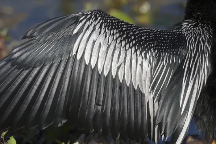 Framed Print : USA, Florida, Everglades National Park. Details of Anhinga wing spread out to dry feathers Framed Print : USA, Florida, Everglades National Park. Details of Anhinga wing spread out to dry feathers