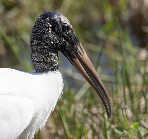 USA, Florida, Everglades National Park. Portrait of an endangered wood stork. Credit as