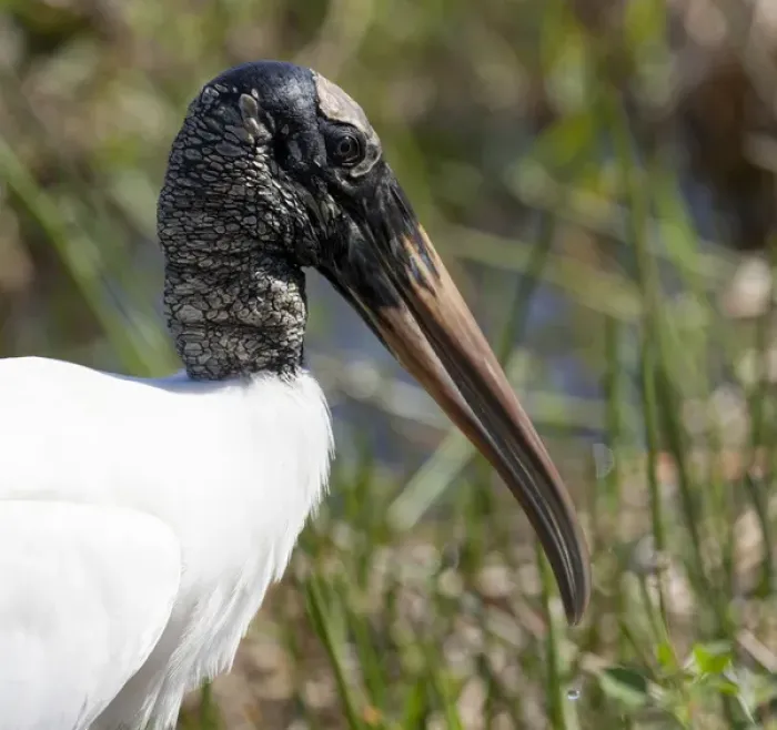 Framed Print : USA, Florida, Everglades National Park. Portrait of an endangered wood stork. Credit as