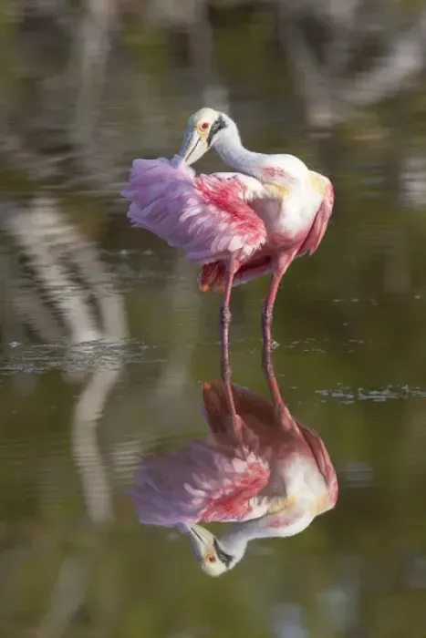 Framed Print : USA, Florida, Everglades National Park. Roseate spoonbill reflected in water while preening