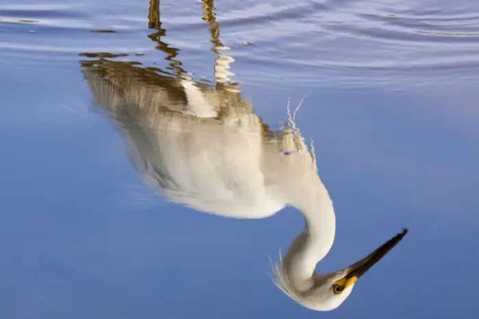 Framed Print : USA, Florida, Everglades National Park. Reflection of snowy egret on Eco Pond. Credit as Framed Print : USA, Florida, Everglades National Park. Reflection of snowy egret on Eco Pond. Credit as