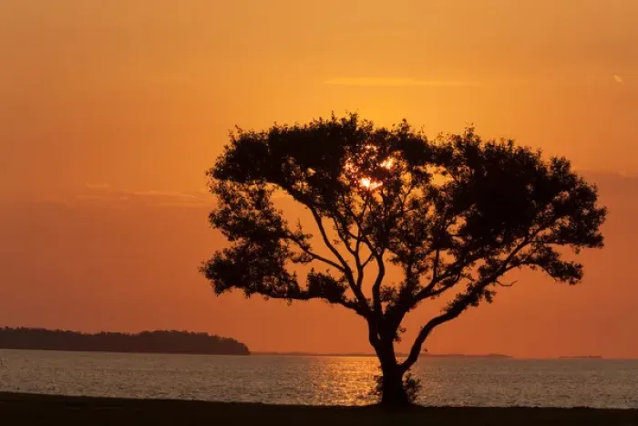 Framed Print : USA, Florida, Everglades National Park, Flamingo Campground. Tree silhouetted at sunrise Framed Print : USA, Florida, Everglades National Park, Flamingo Campground. Tree silhouetted at sunrise