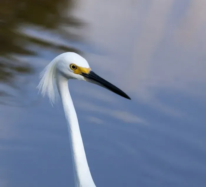 Framed Print : USA, Florida, Everglades National Park. A snowy egret in profile