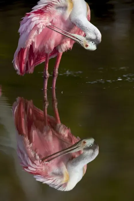 Framed Print : USA, Florida, Everglades National Park. Roseate spoonbill reflected in water while preening Framed Print : USA, Florida, Everglades National Park. Roseate spoonbill reflected in water while preening