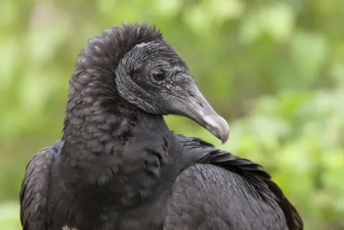 Framed Print : USA, Florida, Everglades National Park. Close-up of black vulture in profile. Credit as