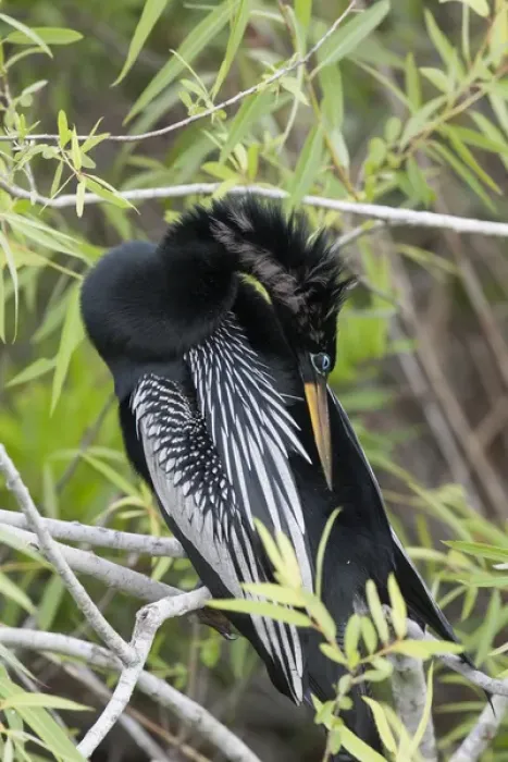 Framed Print : USA, Florida, Everglades National Park. A preening anhinga Framed Print : USA, Florida, Everglades National Park. A preening anhinga