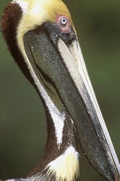 USA, Florida, Everglades, NP, Brown Pelican (Pelecanus occidentalis)