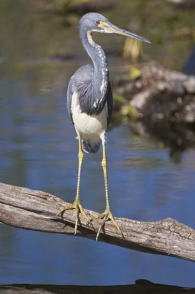 USA, Florida, Everglades NP, Tricolor Heron (Egretta tricolor)