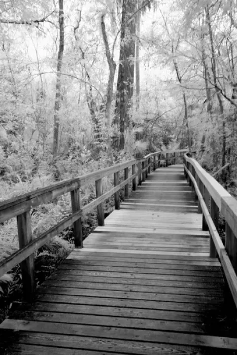 Framed Print : USA, Florida, Fakahatchee Strand Preserve State Park, Big Bend Board Walk. Infrared Framed Print : USA, Florida, Fakahatchee Strand Preserve State Park, Big Bend Board Walk. Infrared
