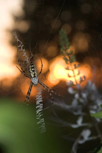 USA, Florida, Female black and yellow argiope in web at sunset, Argiope aurantia