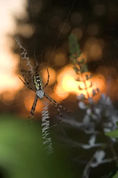 Framed Print : USA, Florida, Female black and yellow argiope in web at sunset, Argiope aurantia Framed Print : USA, Florida, Female black and yellow argiope in web at sunset, Argiope aurantia
