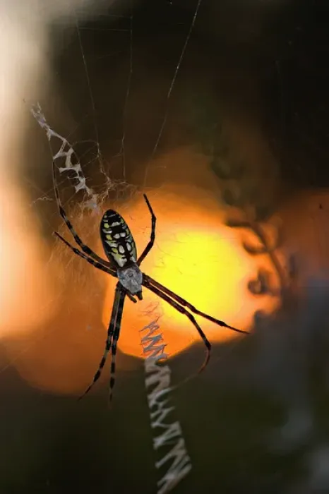 Framed Print : USA, Florida, Female black and yellow argiope in web at sunset, Argiope aurantia