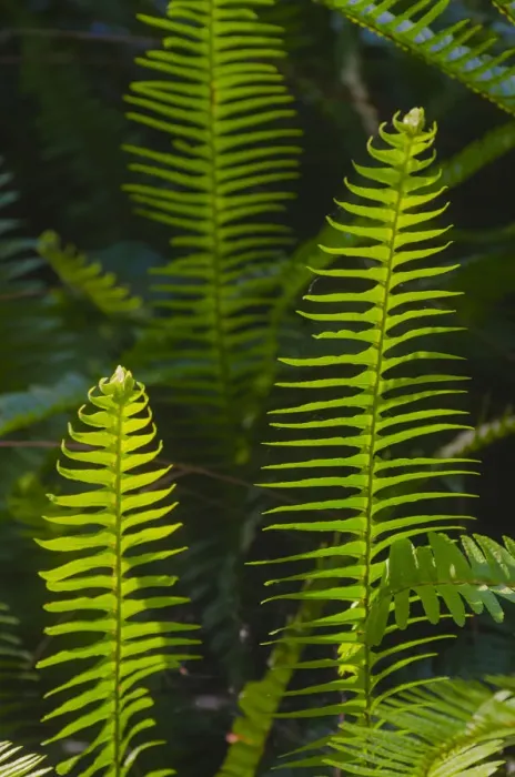 Framed Print : USA, Florida. Ferns Framed Print : USA, Florida. Ferns