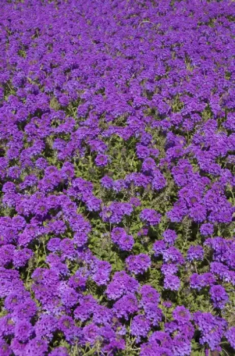 Framed Print : USA, Florida, Flagler, Palm Coast, purple flowers at Ginn Hammock Beach Resort Framed Print : USA, Florida, Flagler, Palm Coast, purple flowers at Ginn Hammock Beach Resort