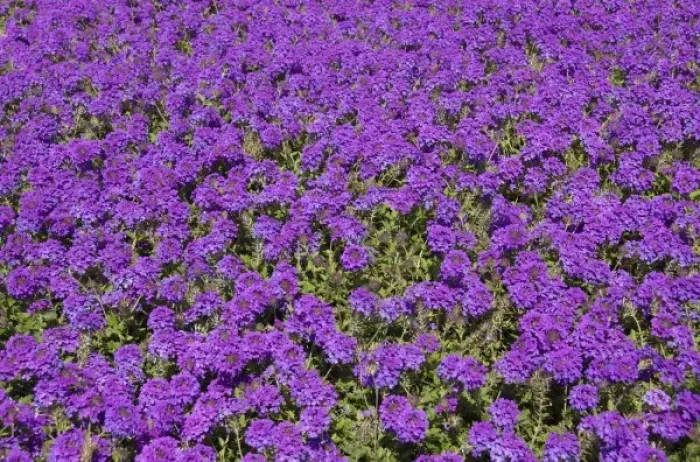 Framed Print : USA, Florida, Flagler, Palm Coast, purple flowers at Ginn Hammock Beach Resort Framed Print : USA, Florida, Flagler, Palm Coast, purple flowers at Ginn Hammock Beach Resort