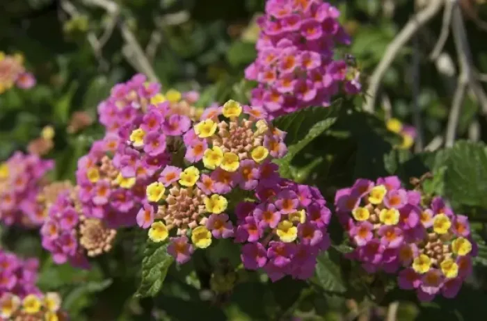 Framed Print : USA, Florida, Flagler, Palm Coast, Lantana flowers Framed Print : USA, Florida, Flagler, Palm Coast, Lantana flowers