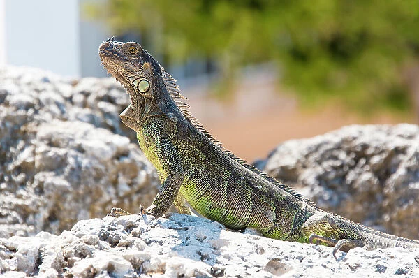USA, Florida, Florida Keys, Key Largo. Green iguana strikes noble pose on bulkhead