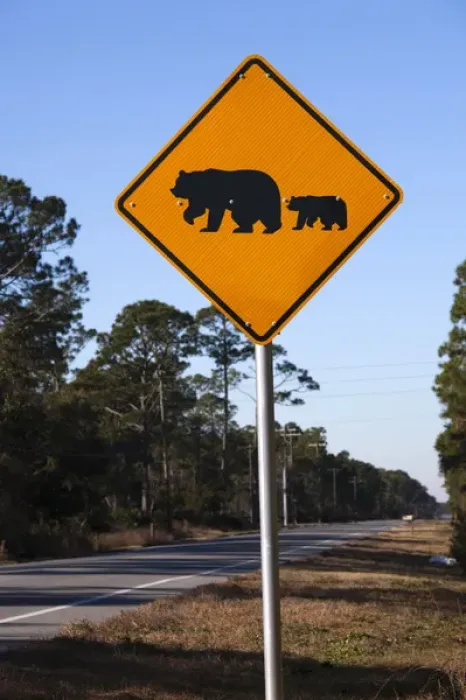 Framed Print : USA, Florida, Florida Panhandle, Carrabelle, bear crossing sign, Rt. 98 Framed Print : USA, Florida, Florida Panhandle, Carrabelle, bear crossing sign, Rt. 98