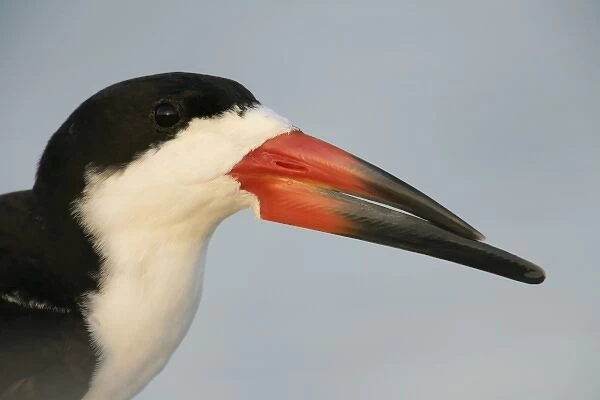 USA, Florida, Fort DeSoto Park, Mullet Key. Close-up of black skimmer males head
