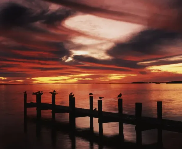 Framed Print : USA, Florida, Fort Meyers, Silhouetted birds on pier at sunset Framed Print : USA, Florida, Fort Meyers, Silhouetted birds on pier at sunset