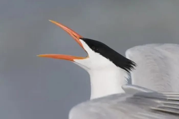 Framed Print : USA, Florida, Fort De Soto Park. Close-up of royal tern calling. Credit as: Arthur Framed Print : USA, Florida, Fort De Soto Park. Close-up of royal tern calling. Credit as: Arthur