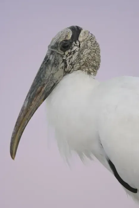 Framed Print : USA, Florida, Fort De Soto Park. Pre-dawn flash close-up of wood stork head and shoulders