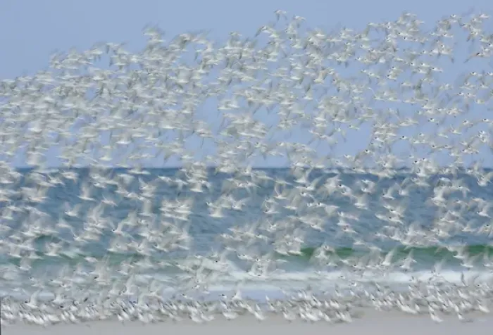 Framed Print : USA, Florida, Fort De Soto Park, Tierra Verde Key. White blur of terns taking flight Framed Print : USA, Florida, Fort De Soto Park, Tierra Verde Key. White blur of terns taking flight