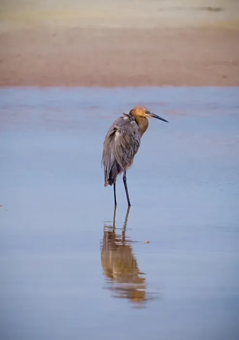 Framed Print : USA, Florida, Fort de Soto, a Reddish Egret standing in the water in early morning golden light with reflection Framed Print : USA, Florida, Fort de Soto, a Reddish Egret standing in the water in early morning golden light with reflection