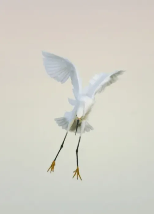 Framed Print : USA, Florida, Ft. Meyers Beach. Snowy egret landing at dawn with wings overhead