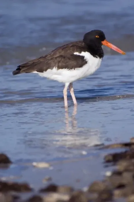 Framed Print : USA, Florida, Ft. Myers Beach, American Oystercatcher Framed Print : USA, Florida, Ft. Myers Beach, American Oystercatcher