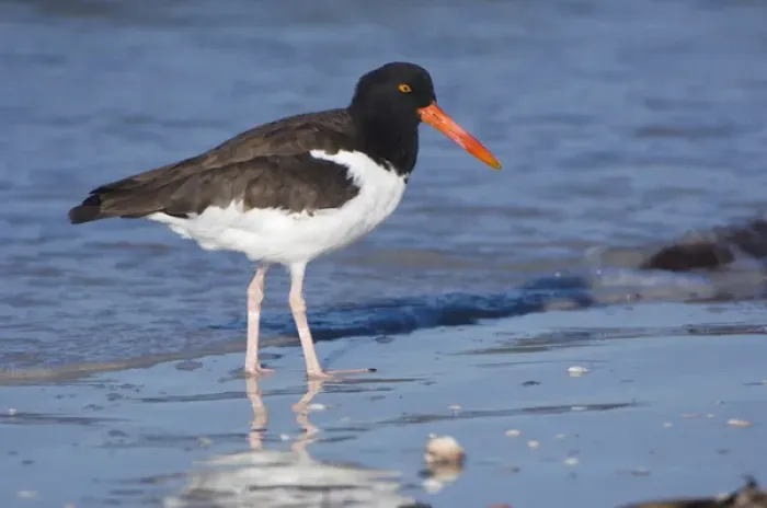 Framed Print : USA, Florida, Ft. Myers Beach, American Oystercatcher (Haematopus palliatus) Framed Print : USA, Florida, Ft. Myers Beach, American Oystercatcher (Haematopus palliatus)