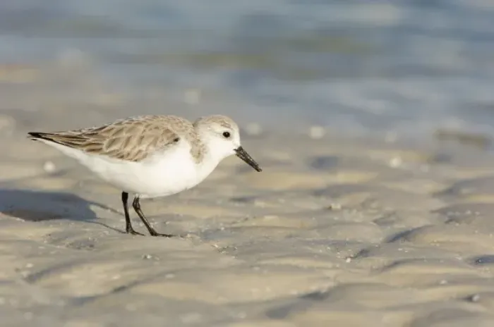 Framed Print : USA, Florida, Ft. Myers Beach, Sanderling (Calidris alba) Framed Print : USA, Florida, Ft. Myers Beach, Sanderling (Calidris alba)