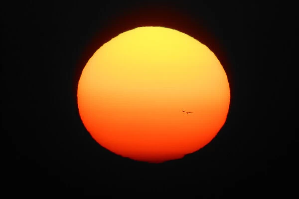 USA, Florida, Ft. Myers. Silhouette of bird flying in front of sun globe. Credit as