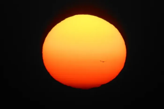 Framed Print : USA, Florida, Ft. Myers. Silhouette of bird flying in front of sun globe. Credit as