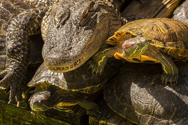 USA, Florida, Gatorland. Alligator and red slider turtles basking in sun. Credit as