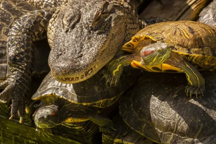 Framed Print : USA, Florida, Gatorland. Alligator and red slider turtles basking in sun. Credit as