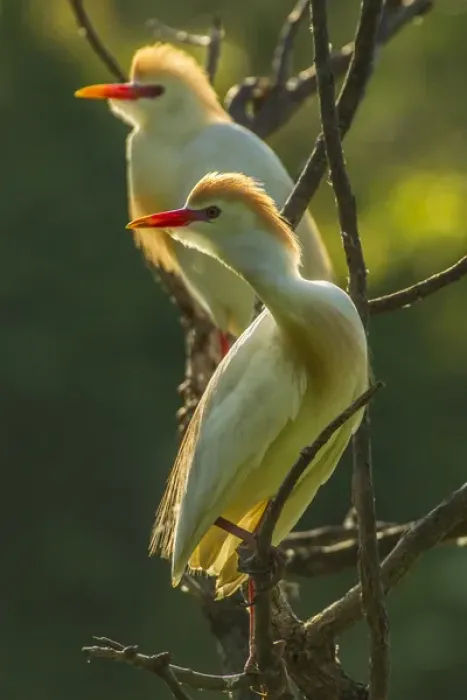 Framed Print : USA, Florida, Gatorland. Two cattle egrets in breeding plumage
